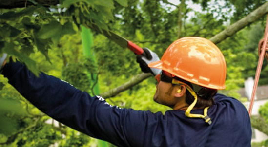 POTATURA ALBERI E TREE CLIMBING